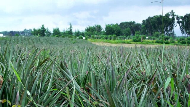 Panning shot across a vast pineapple plantation in Southeast Asia, highlighting agricultural growth. Shallow depth of field with blurred background.