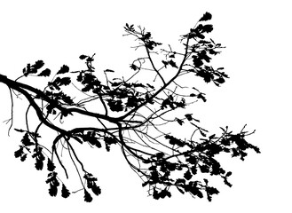 Naklejka premium Black and white image of natural large old oak tree branch with leaves on white background