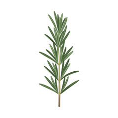 Fototapeta premium Single fresh rosemary sprig isolated on white background.