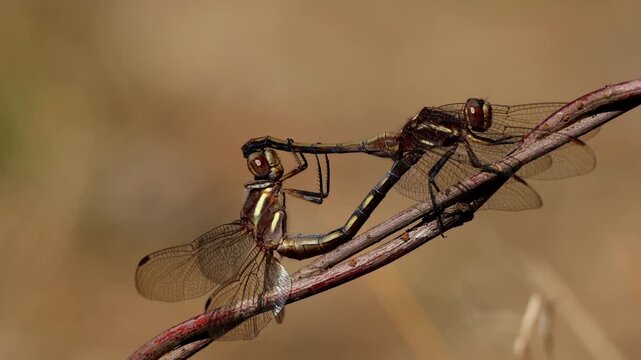Real time closeup wildlife footage of dragonfly heart shaped mating wheel featuring orthetrum glaucum blue marsh hawk during winter season in himachal pradesh india.
