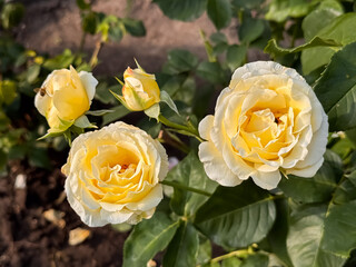 Pale yellow roses blooming with rosebud in outdoor garden with green foliage backdrop