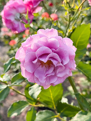 Soft pink rose with lavender tones blooming in colorful garden with bokeh background