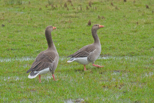 Couple of Greylag geese golding guard meadow - Anser anser. 