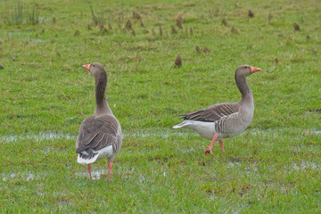 Two Greylag geese golding guard meadow - Anser anser.  © Kristof Lauwers