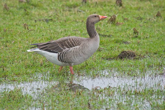 Greylag goose walking in a flooded meadow in the wetlands of Bourgoyen nature reserve, Ghent, Flanders, Belgium 