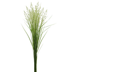 Fototapeta premium Slender ornamental grass bouquet with delicate light green florets, fresh green, on a transparent studio background with copy space, soft high-key lighting, concept of natural elegance and organic