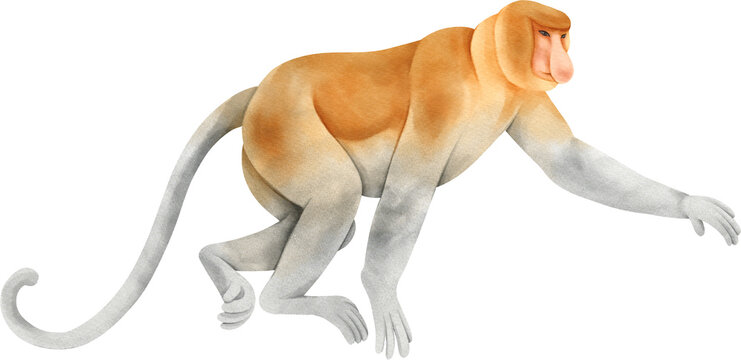 Watercolor wildlife. Proboscis Monkey