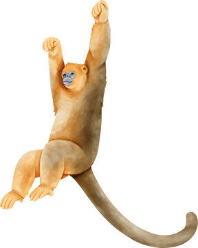 Watercolor golden snub nosed monkey