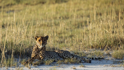 cheetah in the savannah © Mark Butler 