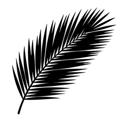 Fototapeta premium A monochrome palm leaf isolated on white, with strong visual contrast and texture. This artistic image would be a striking addition to any project