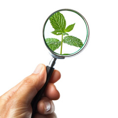 A hand holding a magnifying glass with a green leaf inside.
