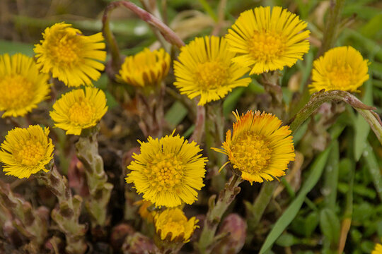 overhead view on yellow coltsfoot flowers - tussilago 