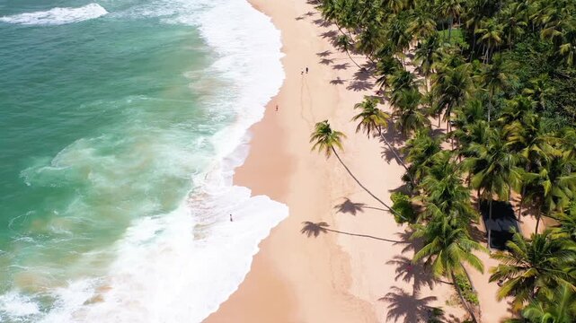 Aerial view of a sandy beach lined with palm trees and turquoise Indian Ocean waves, Sri Lanka. 