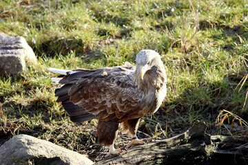 Fototapeta premium aigle