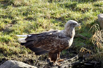Obraz premium aigle