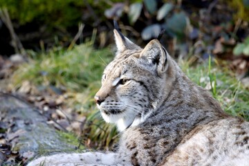 lynx © schoefolt