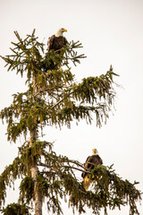 Bald Eagle Pair