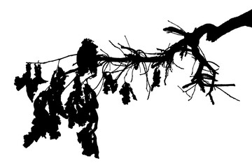 Black and white image of natural large old oak tree branch with leaves on white background	
