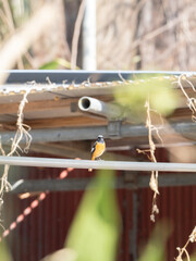 冬のジョウビタキ