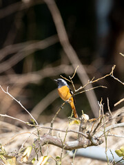 冬のジョウビタキ