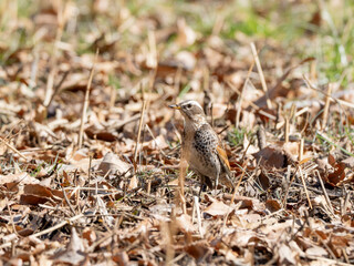 落ち葉の上のツグミ
