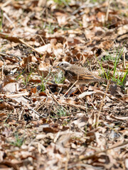 落ち葉の上のツグミ
