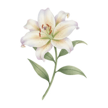 一輪の花」の写真素材 | 44,123件の無料イラスト画像 | Adobe Stock