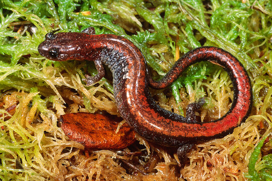 Redback salamander (Plethodon cinereus)