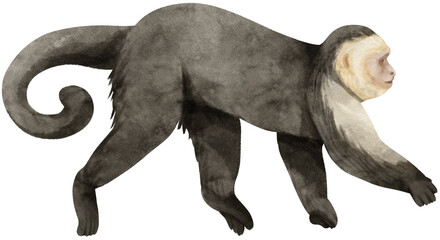 Capuchin monkey Watercolor illustration © b.illustrations