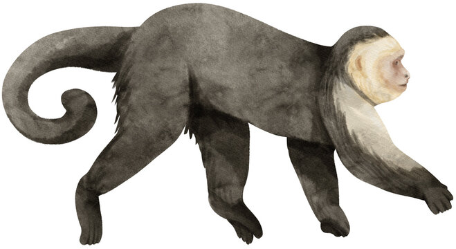 Capuchin monkey Watercolor illustration