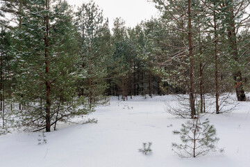 Fototapeta premium Snowy Path Through Winter Pine Forest