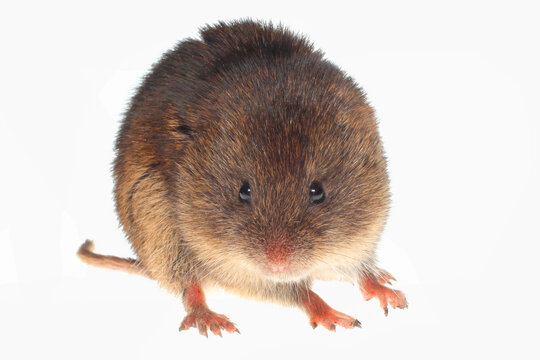 Meadow vole, Microtus pennsylvanicus, white background.