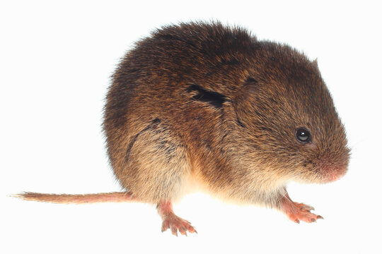 Meadow vole, Microtus pennsylvanicus, on white background.