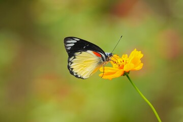 Obraz premium A beautiful and charming butterfly landed on a flower during the pollination process.
