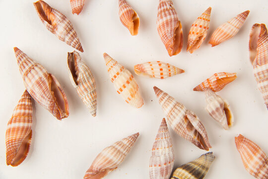 A collection of diverse, small Mitra (miter) seashells featuring intricate spiral patterns and vibrant striped colors in orange, brown, and pink tones.
