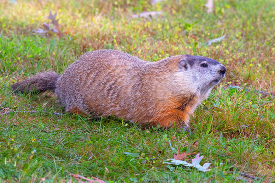 Woodchuck, Marmota monax.