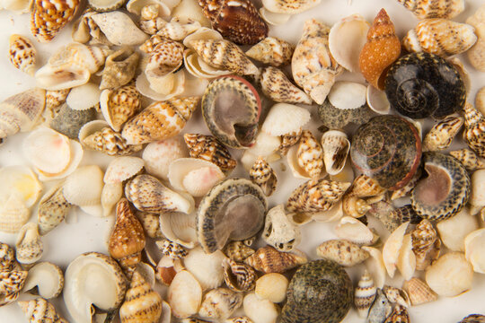 A collection of diverse, small Mitra (miter) seashells featuring intricate spiral patterns and vibrant striped colors in orange, brown, and pink tones.
