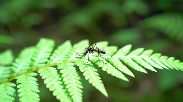 Close-up of a mosquito perched on a vibrant green fern leaf against a dark background highlighting nature s intricate details and potential health concerns