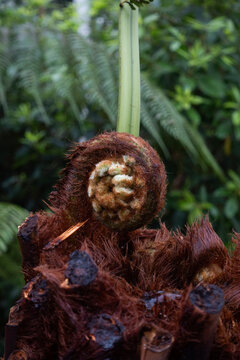 Young tree fern leaf sprout close up. New leaf sprout on Dicksonia antarctica