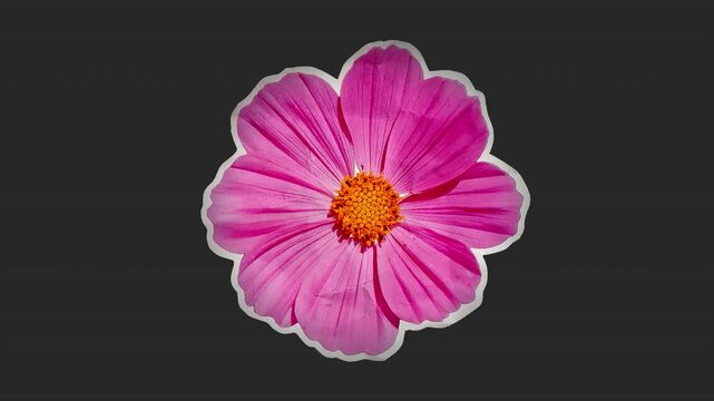 A drag and drop overlay of a stop motion style flat paper flower that folds outwards to settle in place as if unfolding from creased crunched up paper.
