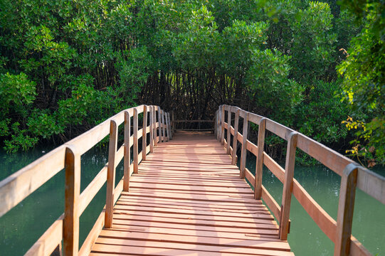 Bridge, mangroves at coast of India, rhizophora mangle red mangrove forest, coastal ecosystem, monsoon and rainforest vegetation, shallow water tree