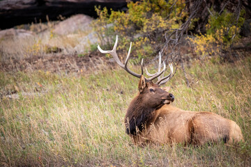 Elk Posing