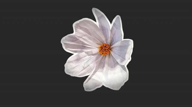 A drag and drop overlay of a stop motion style flat paper flower that folds outwards to settle in place as if unfolding from creased crunched up paper.
