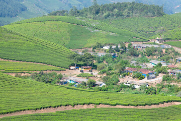 Naklejka premium Tea growing area Munnar, plantation and village in India, landscape with fields in Kerala, Nilgiri hills , agriculture of Camellia Sansis plant