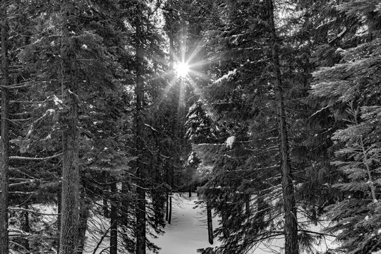 sunset in the sequoia national park with trees in snow and bright sunbeam