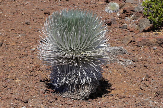 A Hawaiian Silversword plant on Haleakala, Maui, Hawaii