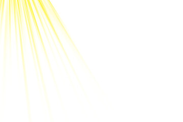 Bright Palm Leaf Fringe in Soft Light.