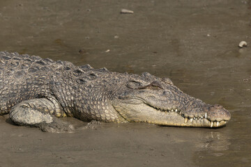 Obraz premium Closeup of a Saltwater crocodile basking in sun at Sundarban tiger reserve, India