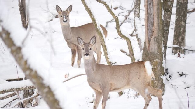 Slow motion: Roe deer couple standing alert and walking in snowy alpine forest pawing the ground. Wildlife winter scene in Italian Alps, natural behavior captured in 4K