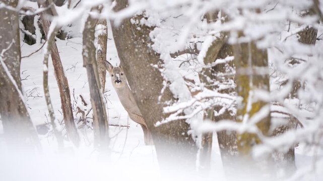 Roe deer standing alert behind tree in snowy alpine forest, looking into the camera fearless. Wildlife winter scene in Italian Alps, natural behavior captured in 4K 60fps